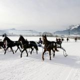 Pferderennen Auf Schnee